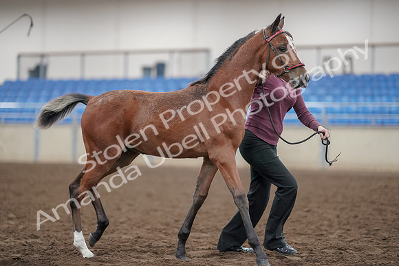 2019 Morgan Horse Show - Aug 31, 2019 - 00462