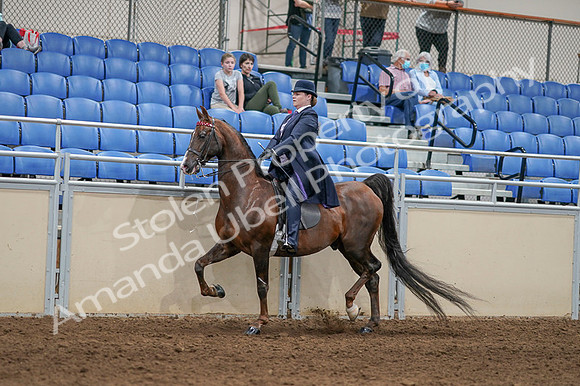 2020 - AB Morgan Horse - Fri, Sept 04 - 08001