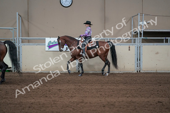 2019 Morgan Horse Show - Sept 01, 2019 - 06881