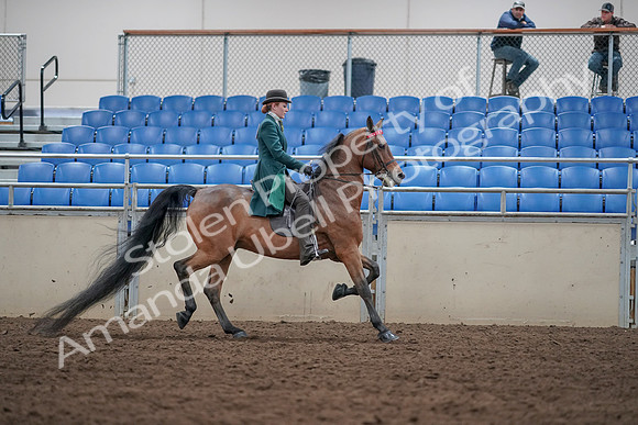 2019 Morgan Horse Show - Sept 01, 2019 - 13361