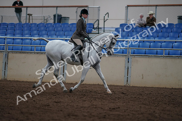 2019 Morgan Horse Show - Sept 01, 2019 - 08873