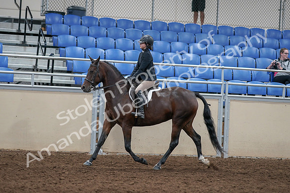 2020 - AB Morgan Horse - Fri, Sept 04 - 05910