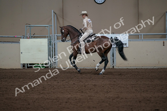 2019 Morgan Horse Show - Sept 01, 2019 - 06969