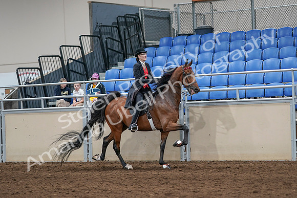 2020 - AB Morgan Horse - Sat, Sept 05 - 06755
