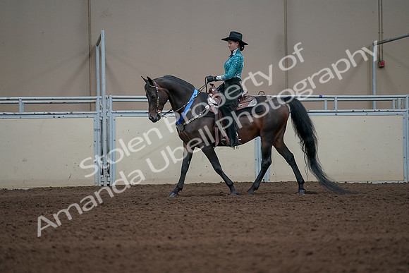 2019 Morgan Horse Show - Sept 01, 2019 - 07309