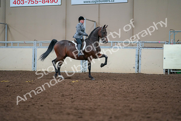2019 Morgan Horse Show - Aug 30, 2019 - 20830