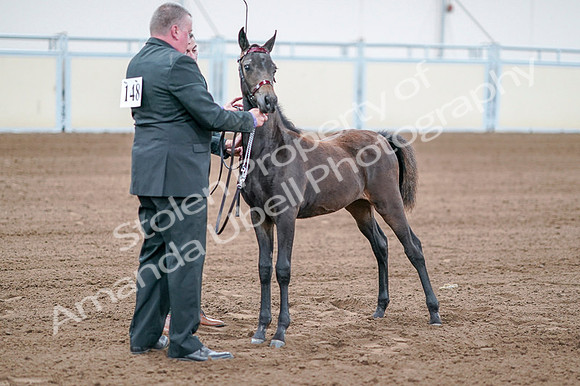 2020 - AB Morgan Horse - Fri, Sept 04 - 06203