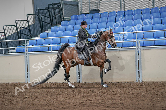 2020 - AB Morgan Horse - Fri, Sept 04 - 09800