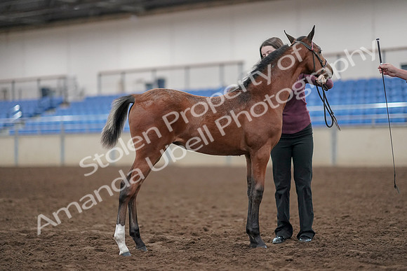 2019 Morgan Horse Show - Aug 31, 2019 - 00441