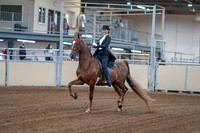 2020 - AB Morgan Horse - Fri, Sept 04 - 06234