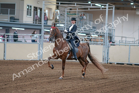 2020 - AB Morgan Horse - Fri, Sept 04 - 06234