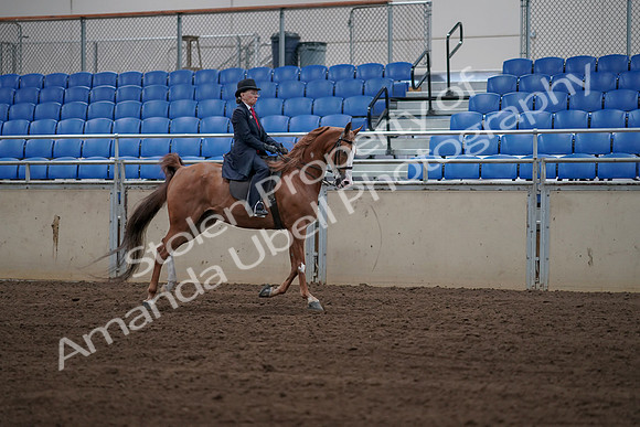 2019 Morgan Horse Show - Sept 01, 2019 - 12013