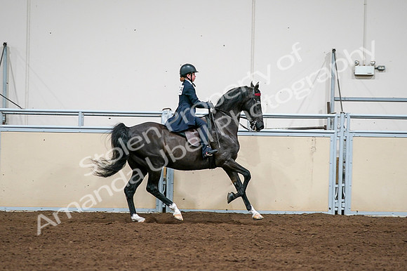 2020 - AB Morgan Horse - Fri, Sept 04 - 03145