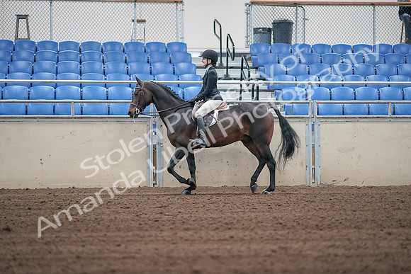 2019 Morgan Horse Show - Sept 01, 2019 - 03669