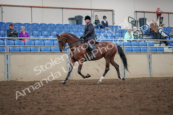 2019 Morgan Horse Show - Aug 30, 2019 - 20430