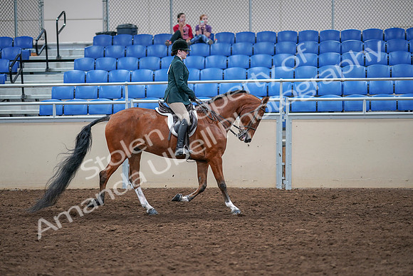 2020 - AB Morgan Horse - Sat, Sept 05 - 05118