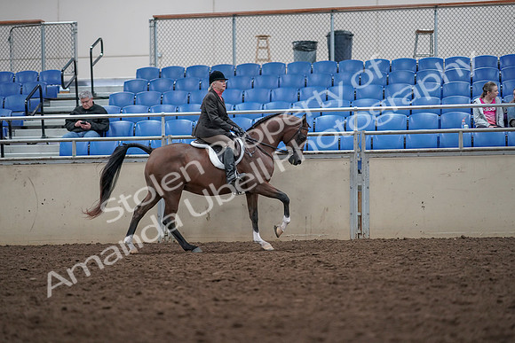 2019 Morgan Horse Show - Aug 31, 2019 - 16103