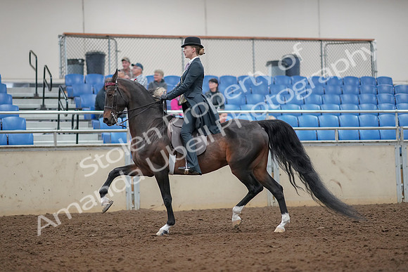 2019 Morgan Horse Show - Aug 30, 2019 - 25008