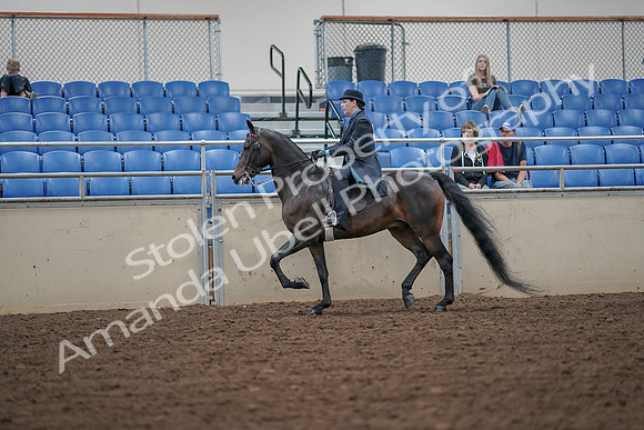 2019 Morgan Horse Show - Aug 30, 2019 - 15387