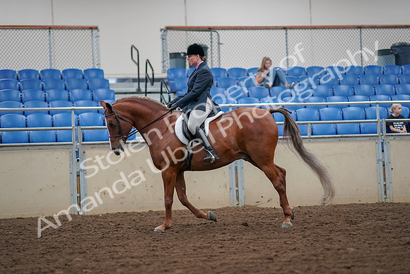 2019 Morgan Horse Show - Aug 30, 2019 - 16310