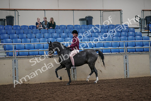 2019 Morgan Horse Show - Aug 30, 2019 - 31134