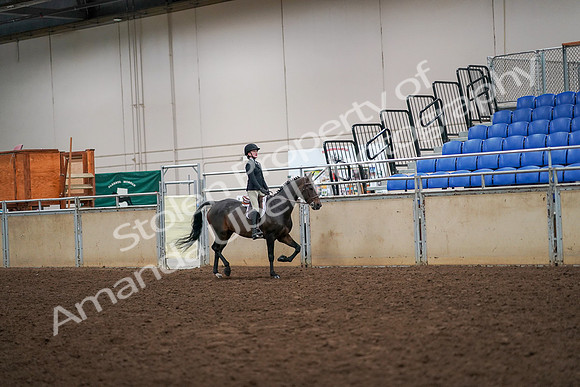 2019 Morgan Horse Show - Aug 30, 2019 - 12398