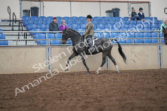 2019 Morgan Horse Show - Aug 30, 2019 - 20052