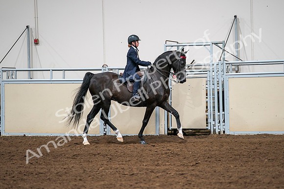 2020 - AB Morgan Horse - Fri, Sept 04 - 03076