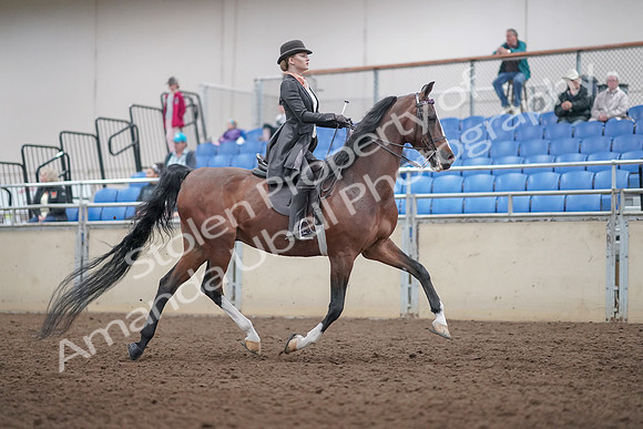 2019 Morgan Horse Show - Aug 31, 2019 - 08910