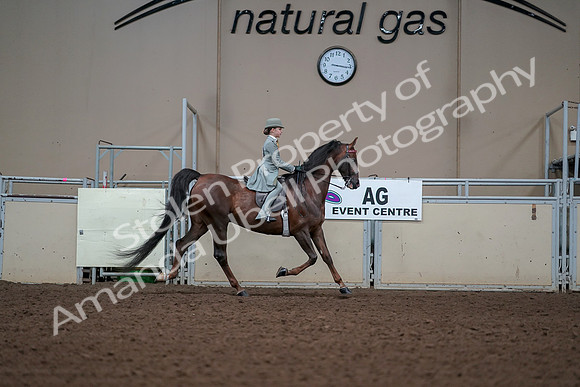 2019 Morgan Horse Show - Aug 30, 2019 - 17948