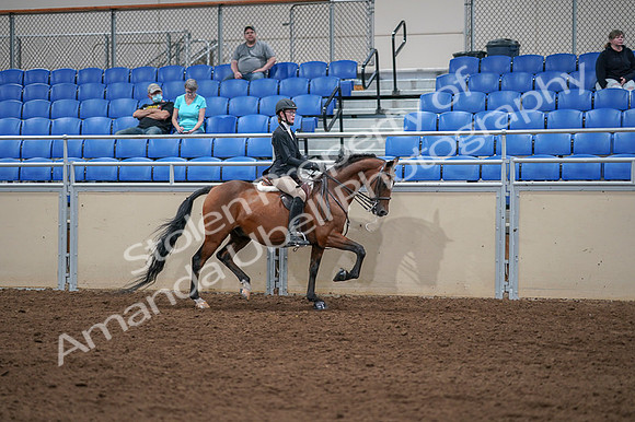 2020 - AB Morgan Horse - Fri, Sept 04 - 06124