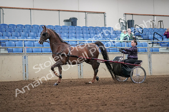 2019 Morgan Horse Show - Aug 30, 2019 - 13169