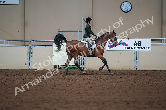 2019 Morgan Horse Show - Aug 30, 2019 - 21047