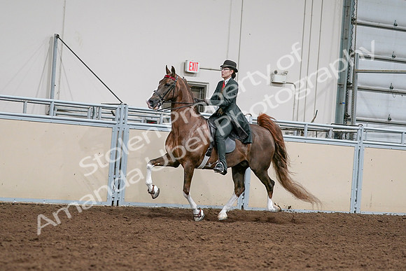 2020 - AB Morgan Horse - Sat, Sept 05 - 13025