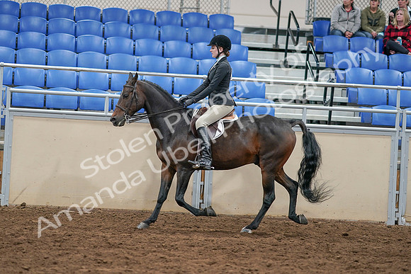 2020 - AB Morgan Horse - Sat, Sept 05 - 14385