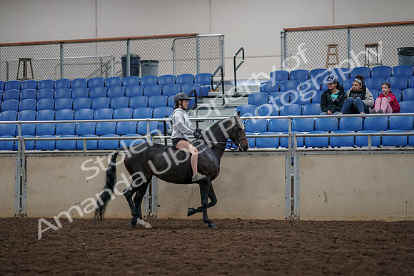 2019 Morgan Horse Show - Aug 30, 2019 - 31381