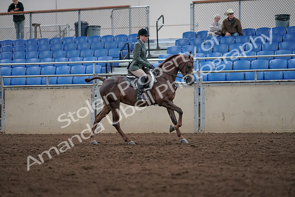2019 Morgan Horse Show - Sept 01, 2019 - 08769