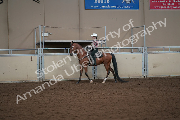 2019 Morgan Horse Show - Aug 30, 2019 - 25988