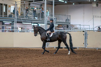 2020 - AB Morgan Horse - Fri, Sept 04 - 01984