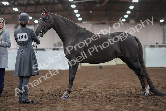 2019 Morgan Horse Show - Aug 31, 2019 - 01958