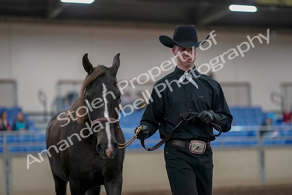 2019 Morgan Horse Show - Aug 31, 2019 - 02073