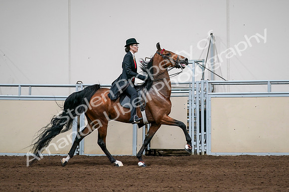 2020 - AB Morgan Horse - Sat, Sept 05 - 06841