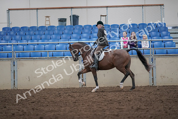 2019 Morgan Horse Show - Aug 31, 2019 - 15920