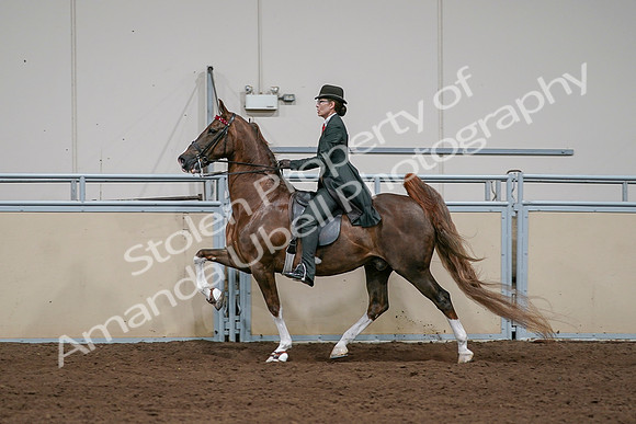 2020 - AB Morgan Horse - Sat, Sept 05 - 13062