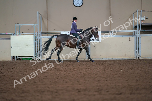 2019 Morgan Horse Show - Aug 30, 2019 - 20959