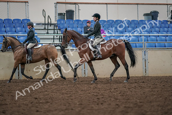 2019 Morgan Horse Show - Aug 30, 2019 - 20464