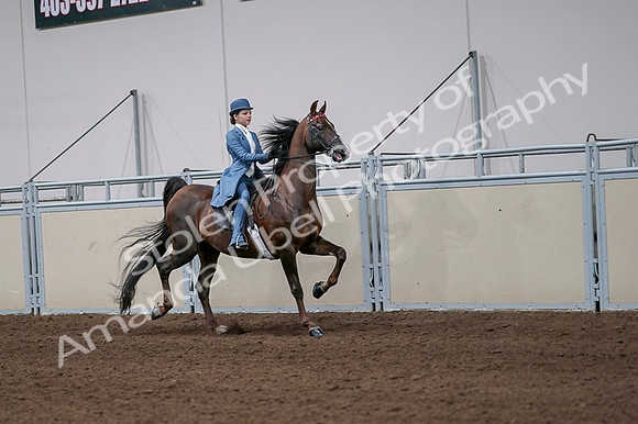 2020 - AB Morgan Horse - Fri, Sept 04 - 05114
