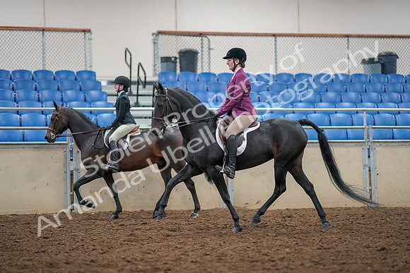 2019 Morgan Horse Show - Aug 30, 2019 - 23336