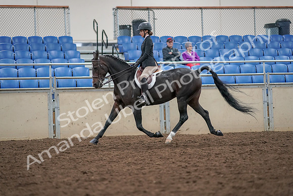 2019 Morgan Horse Show - Aug 30, 2019 - 20394