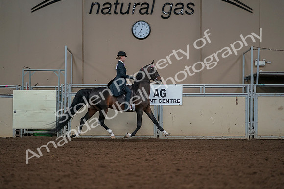2019 Morgan Horse Show - Aug 30, 2019 - 25269